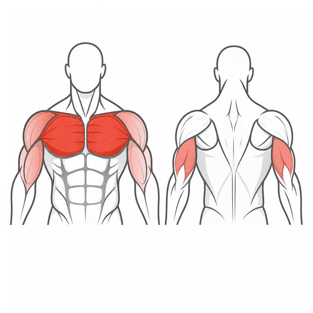 Chest · Triceps · Front Delts