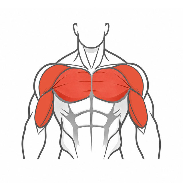 Chest