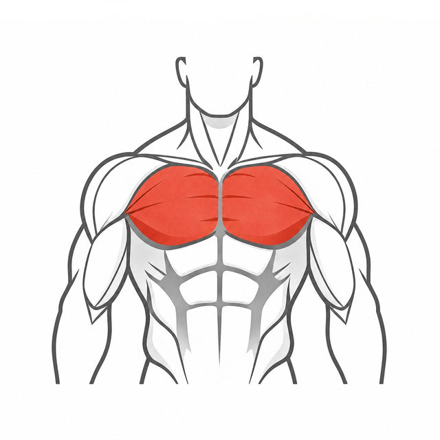Chest