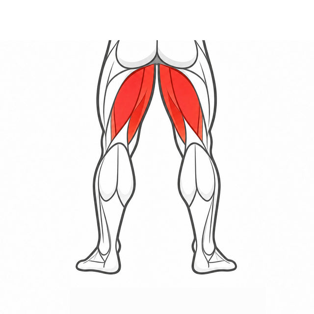 Hamstrings