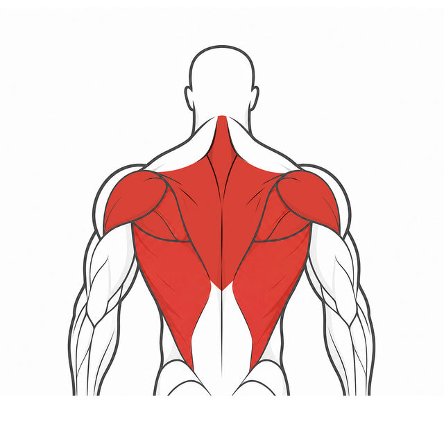Lats & Upper Back