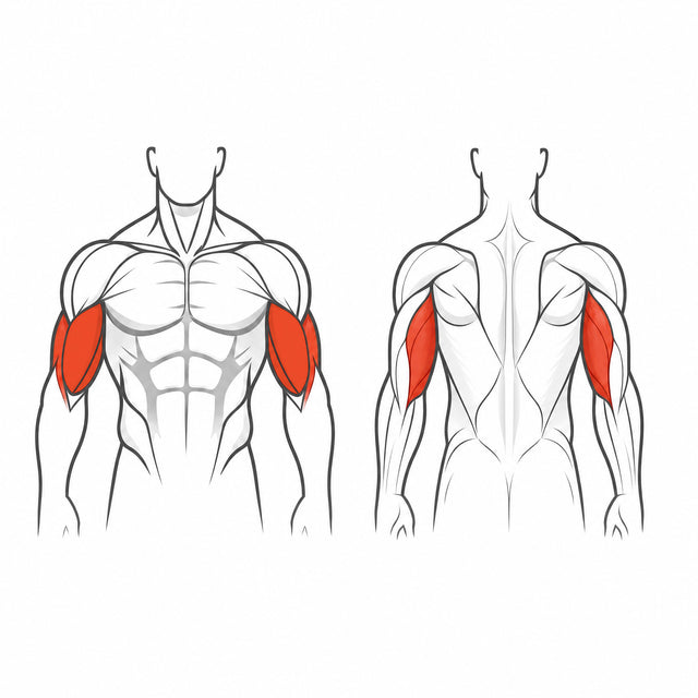 Triceps