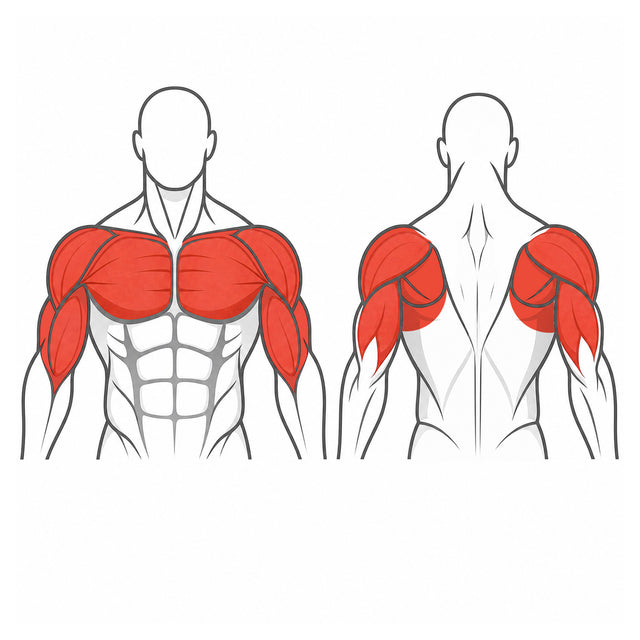 Chest & Triceps