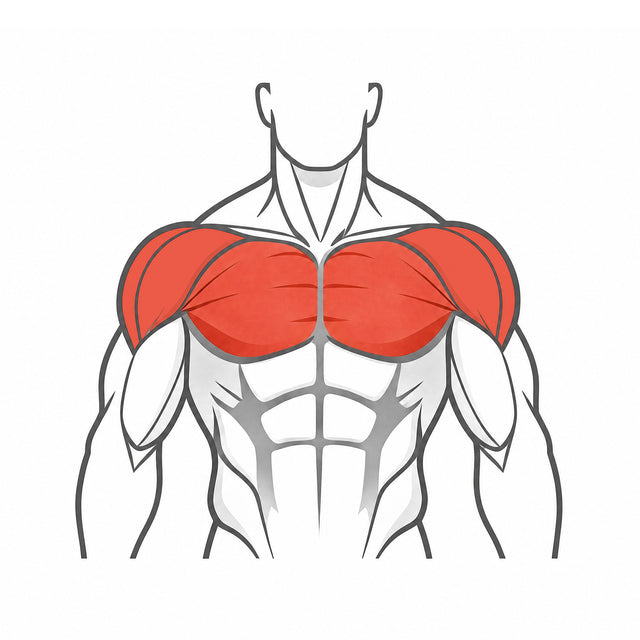 Upper Chest & Shoulders